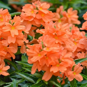 Crossandra infundibuliformis Marmolada pomarańczowa, kwiat petardy 5 nasion zdjęcie 5