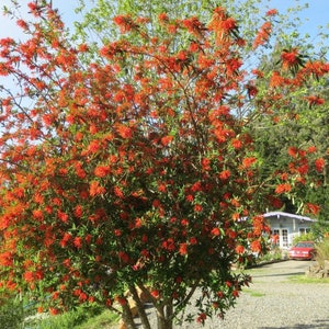 Embothrium coccineum 4 Seeds Chilean Fire Tree, Flame Flower image 3