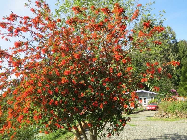 Embothrium coccineum 4 Seeds Chilean Fire Tree, Flame Flower image 3