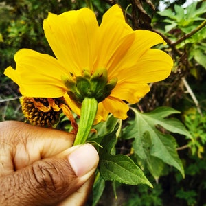 Tithonia diversifolia / Mirasolia diversifolia Japanese Sunflower, Tree Marigold, Mexican Tournesol, Mexican Sunflower 400 Seeds image 8