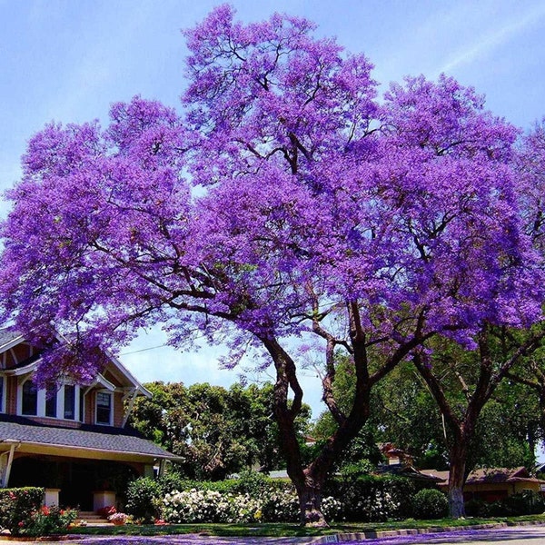 Paulownia Elongata - PINK FOXGLOVE TREE - 100 Fresh Seeds Princess Empress Tree