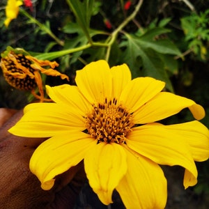 Tithonia diversifolia / Mirasolia diversifolia Japanese Sunflower, Tree Marigold, Mexican Tournesol, Mexican Sunflower 400 Seeds image 7