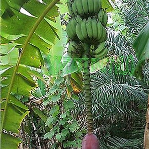 Musa thomsonii seeds RARE HARDY BANANA Exotic Thomson's Banana 10 Seeds image 6