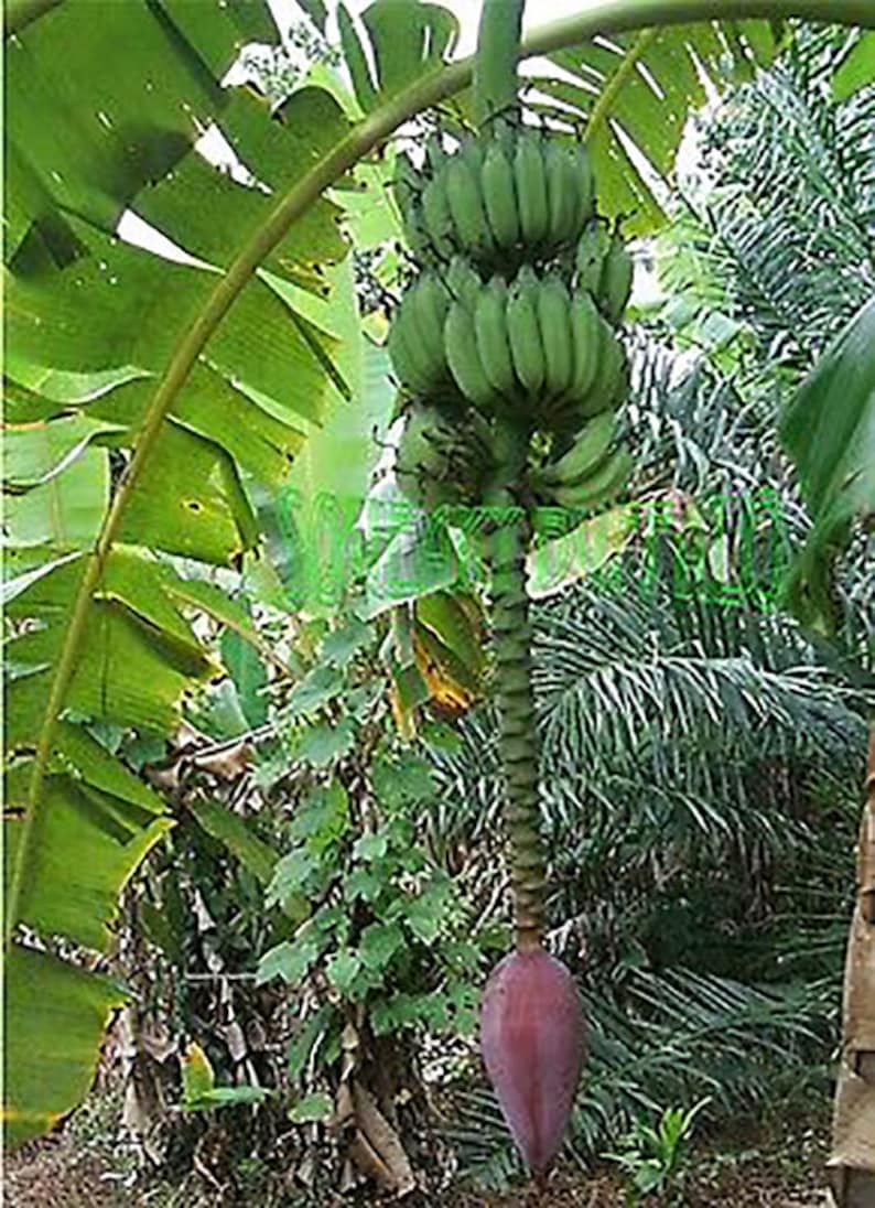 Musa thomsonii seeds RARE HARDY BANANA Exotic Thomson's Banana 10 Seeds image 6