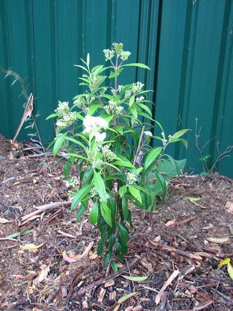 Backhousia citriodora 20 Seeds Lemon myrtle seeds native flowering shrub 20 Seeds image 4