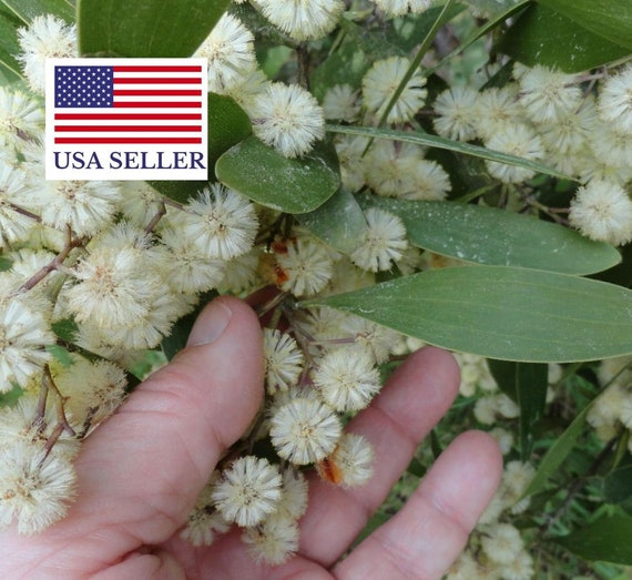 20 AUSTRALIAN BLACKWOOD TREE Black Acacia Melanoxylon Wattle Etsy