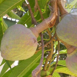 Annona Reticulata Custard Apple Chirimoya Corazón 10 SEEDS For Planting Wild Sweetsop, Soursop and Bullock's Heart image 6