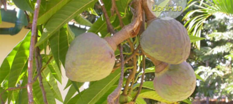 Annona Reticulata Custard Apple Chirimoya Corazón 10 SEEDS For Planting Wild Sweetsop, Soursop and Bullock's Heart image 6