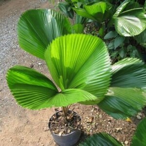 Licuala grandis Ruffled Fan Palm thailand Vanuatu Fan Palm, Palas Palm image 10