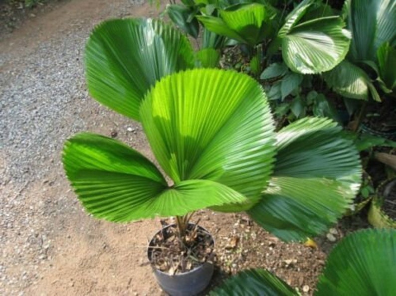 Licuala grandis Ruffled Fan Palm thailand Vanuatu Fan Palm, Palas Palm image 10