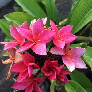 Plumeria Rubra Frangipani Intense Rainbow 5 Fresh Seeds image 4