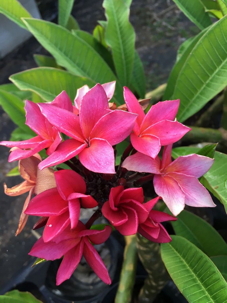 Plumeria Rubra Frangipani Intense Rainbow 5 Fresh Seeds image 4