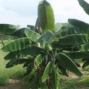 Musa thomsonii seeds RARE HARDY BANANA Exotic Thomson's Banana 10 Seeds image 8