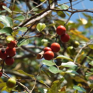 Ziziphus mauritiana Indian jujube, Chinese Apple, Chinese Date 10 seeds image 8