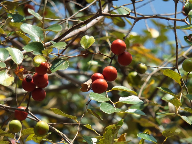 Ziziphus mauritiana Indian jujube, Chinese Apple, Chinese Date 10 seeds image 8