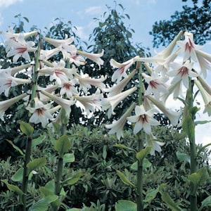 Riesen Himalaya Lilie - Cardiocrinum Giganteum Yunnan -50 Samen