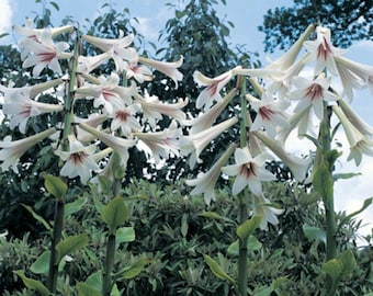 Giant Himalayan Lily - Cardiocrinum Giganteum Yunnan -50 seeds