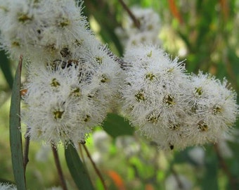 Eucalyptus radiata ssp radiata - Black oil - Forth River Peppermint - 20 Seeds