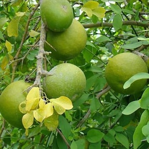 20 Aegle Marmelos Seeds , Bengal Quince, Golden Apple, Stone Apple, Bael Seeds