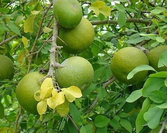 20 Aegle Marmelos Zaden, Bengaalse Kweepeer, Gouden Appel, Steen appel, Bael Zaden