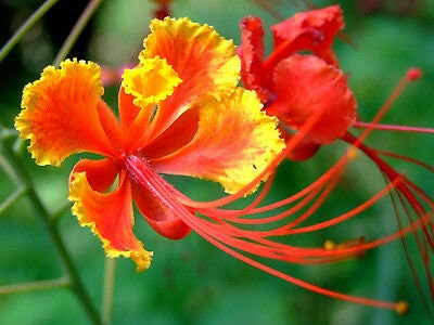Semi di Poinciana rossa nana (Caesalpinia pulcherrima 'Red') - Poinciana pulcherrima Seeds - Pride of Barbados