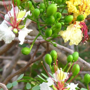 Delonix elata Poinciana elata White Gul Mohur, Creamy Peacock Flower, Yellow Gul Mohur 5 Seeds image 3