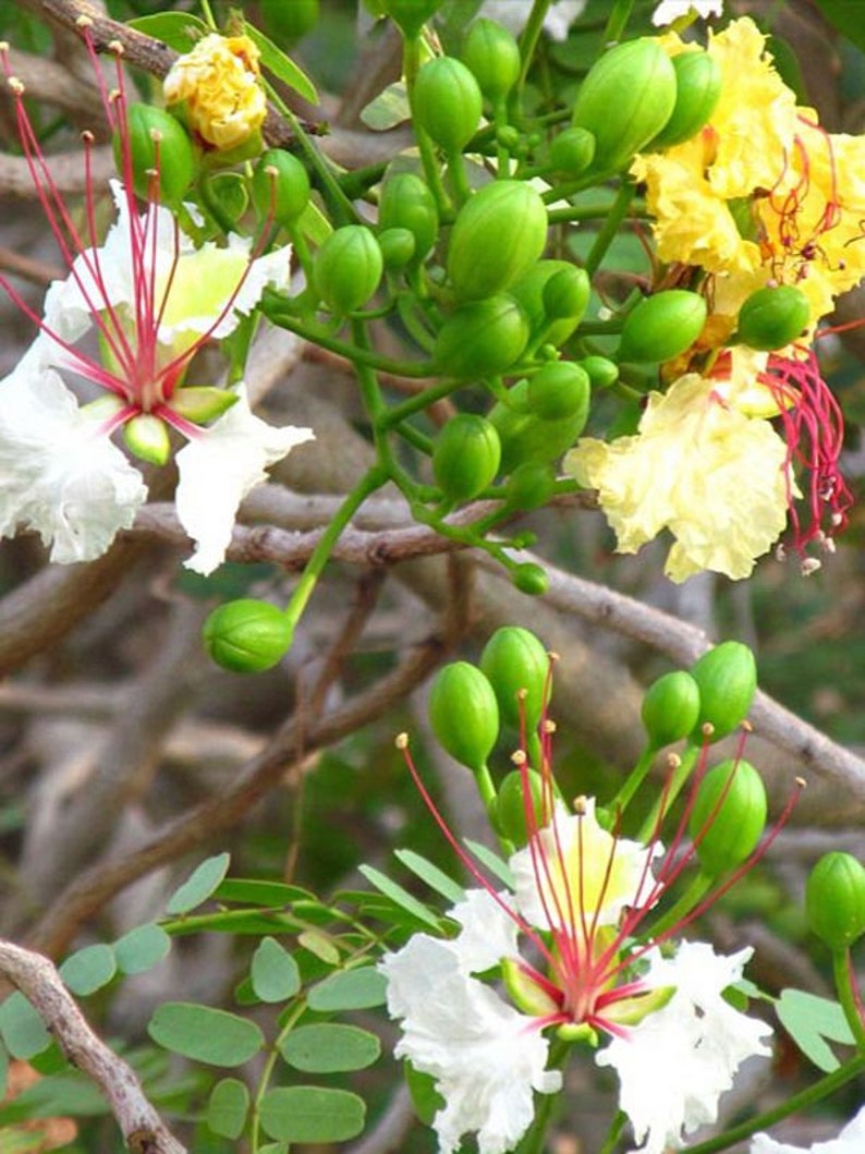 Delonix elata Poinciana elata White Gul Mohur, Creamy Peacock Flower, Yellow Gul Mohur 5 Seeds image 3