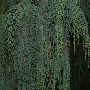 30 Cupressus Cashmeriana seeds Kashmir cypress, butan cypress, cupressus blue cascade image 4