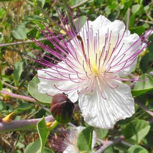 Caper Bush Capparis Spinosa 20 Seeds Perennial Herb image 3