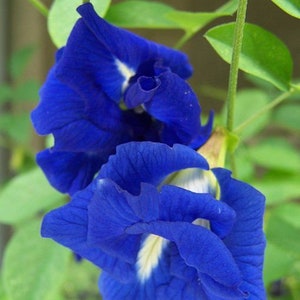 Clitoria ternatea blue double Butterfly pea, blue fairy, blue queen 10 Seeds image 5