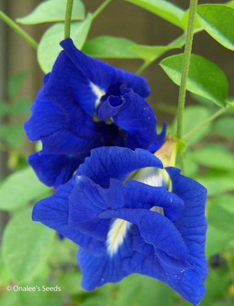 Clitoria ternatea blue double Butterfly pea, blue fairy, blue queen 10 Seeds image 5