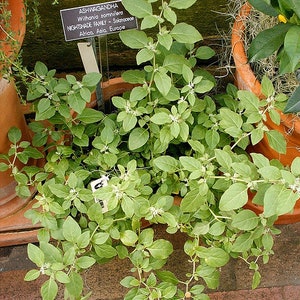 50 Ashwagandha Seeds Organic Withania somnifera Seeds Indian Ginseng USA SELLER image 5