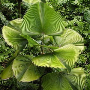 Licuala grandis Ruffled Fan Palm thailand Vanuatu Fan Palm, Palas Palm image 7