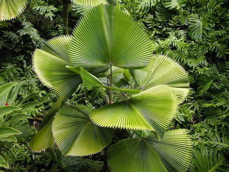 Licuala grandis Ruffled Fan Palm thailand Vanuatu Fan Palm, Palas Palm image 7