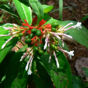 Rauvolfia serpentina Rauwolfia Indian Snakeroot Devil Pepper 5 Seeds image 2