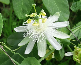 Passiflora subpeltata 5 Seeds - Passiflora alba - White Passionflower