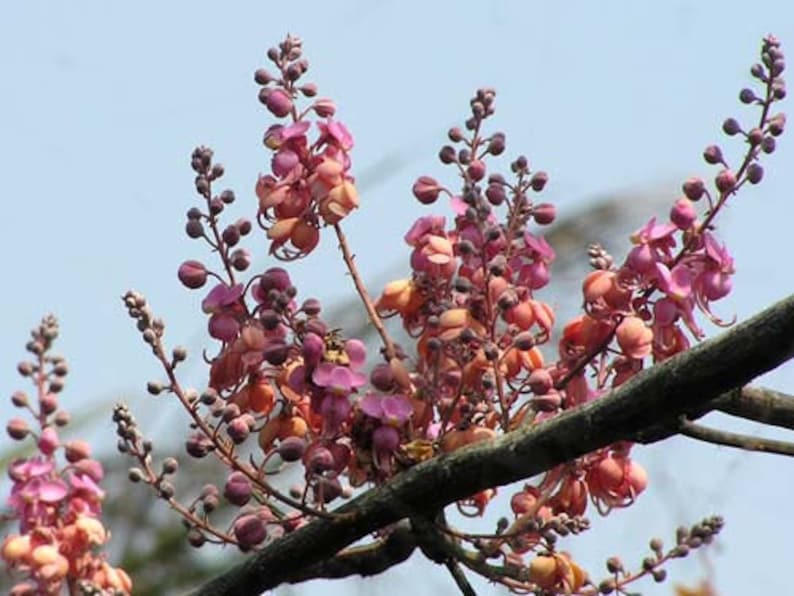 Cassia grandis Pink Shower Tree 10 Seeds image 3