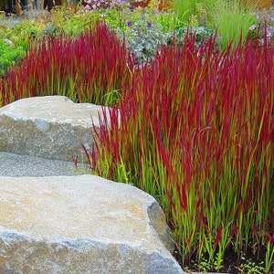 Imperata Cylindrica Rubra red baron 100 Seeds Japanese Blood Grass image 5