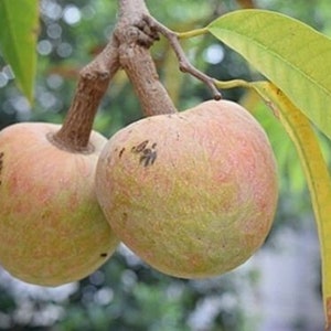 Annona Reticulata Custard Apple Chirimoya Corazón 10 SEEDS For Planting Wild Sweetsop, Soursop and Bullock's Heart image 7