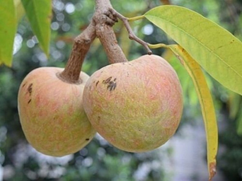 Annona Reticulata Custard Apple Chirimoya Corazón 10 SEEDS For Planting Wild Sweetsop, Soursop and Bullock's Heart image 7