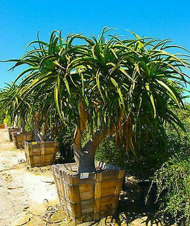 Aloe Barberae Seeds Tree aloe tree, giant baby of africa 5 Fresh Seeds image 5