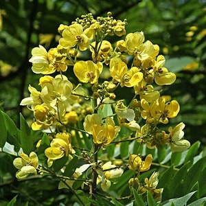 Senna Siamea 20 Seeds, Cassia siamea, Thailand Flowering Shower Tree USA image 1