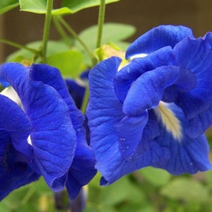 Clitoria ternatea blue double Butterfly pea, blue fairy, blue queen 10 Seeds image 6