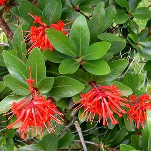 Embothrium coccineum 4 Seeds Chilean Fire Tree, Flame Flower image 6