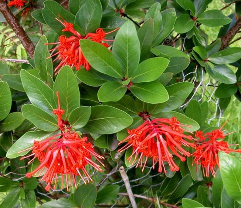 Embothrium coccineum 4 Seeds Chilean Fire Tree, Flame Flower image 6