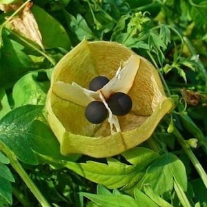 Cardiospermum halicacabum seeds Love-in-a-puff Balloon Vine 10 seeds image 6