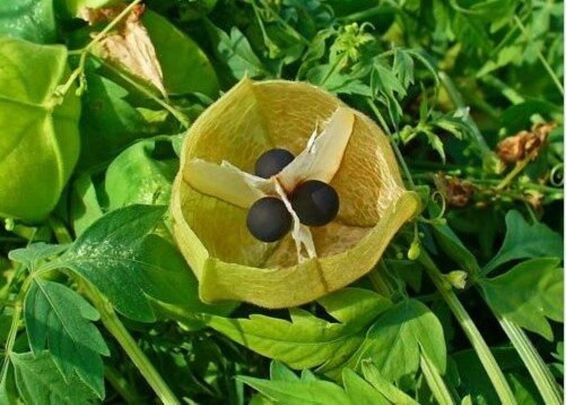 Cardiospermum halicacabum seeds Love-in-a-puff Balloon Vine 10 seeds image 6