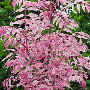 Toona Sinensis var. FLAMINGO Chinese toon, Chinese mahogany 30 Seeds image 8