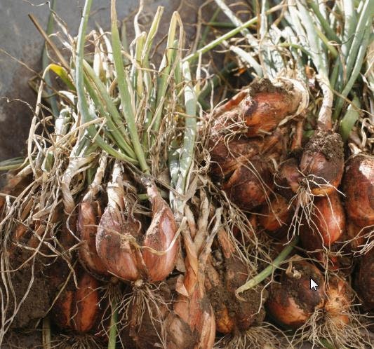 Shallot Long French Onion Seeds - Cena: €1.95