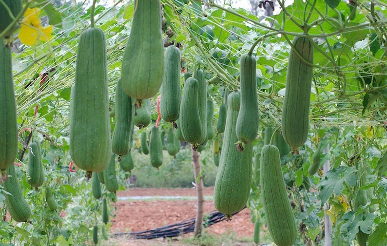 Luffa cylindrica Loofah Sponge Vegetables 10 Seeds USA Seller image 3